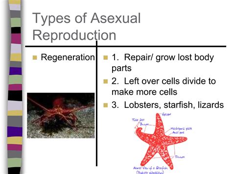 Starfish Asexual Reproduction
