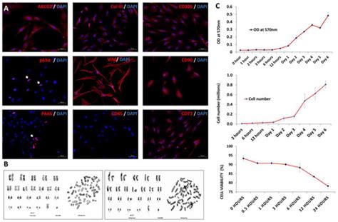 Pre-Clinical Evaluation of Efficacy and Safety of Human Limbus-Derived ...