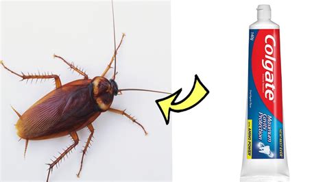 How to Kill Cockroach 的图像结果