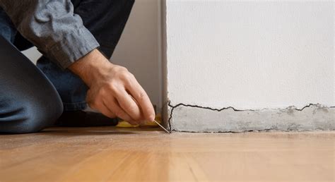 How to Get Rid of Mice in Walls Safely - Seed Sheets