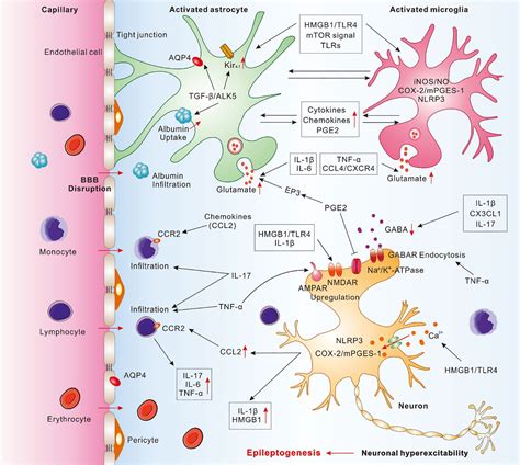 Frontiers | Neuroinflammation in epileptogenesis: from pathophysiology to therapeutic strategies