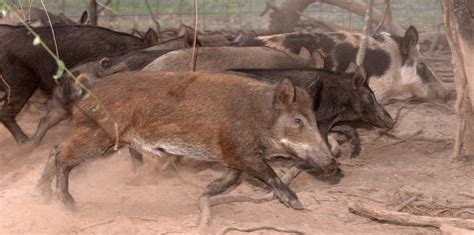 Exploding Pigs 的图像结果