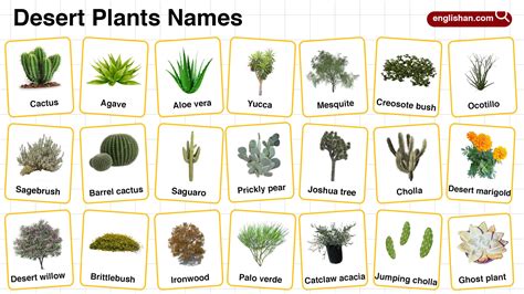 Desert Plants Images With Names 45 Desert Plants Chart: Photos,