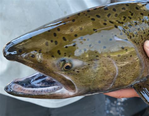 Upper Salmon River Chinook fishing update: Returns, season setting ...
