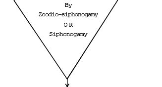 Gymnosperms and Angiosperms - Additional Study Material for NEET PDF ...