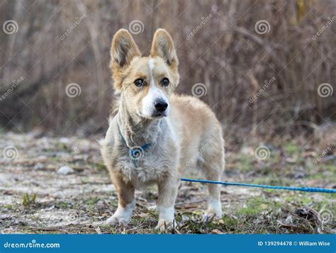Senior Corgi Mixed Breed Dog Stock Photo - Image of adoption, collar ...