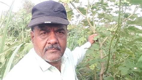 किसान का कमाल: एक ही पौधे पर उगा दिए बैंगन और टमाटर, इस अजूबे को दूर ...