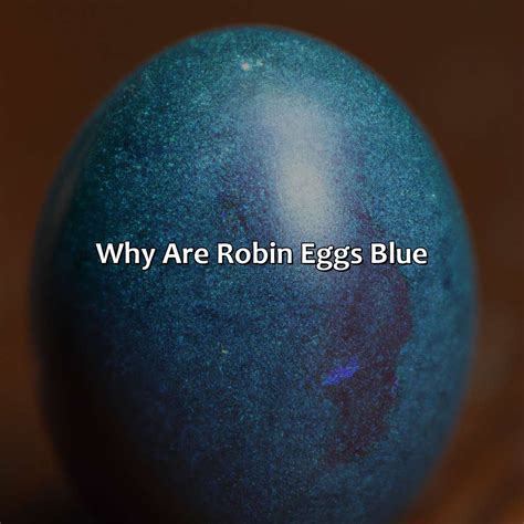 What Color Are Robin Eggs - colorscombo.com