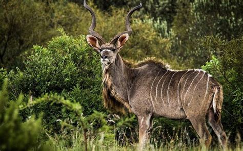 IWAMANZI GAME LODGE (Koster) - Villa Reviews & Photos - Tripadvisor