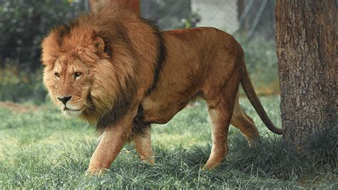 हमज़ा शब्द के अर्थ | hamza - Hindi meaning | Rekhta Dictionary