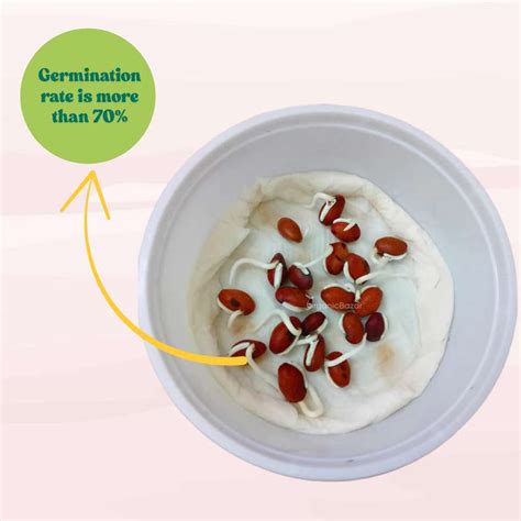 Sem Phali / Dolichos Beans Pole Type Seeds (सेम फली के बीज) -Organicbazar