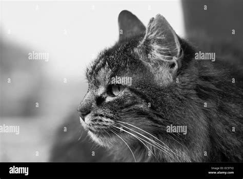 Image result for No Code Development