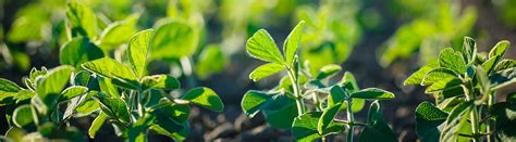 Soyabean | Corteva Agriscience