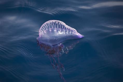 Blue Bottle Jellyfish On Beach