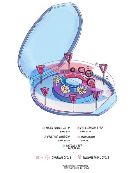 Image result for Period Cycle Explained