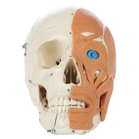 Buy Rudiger Anatomie 4-Part Human Head Anatomy Model with Facial ...