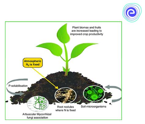 Biofertilizers 的图像结果