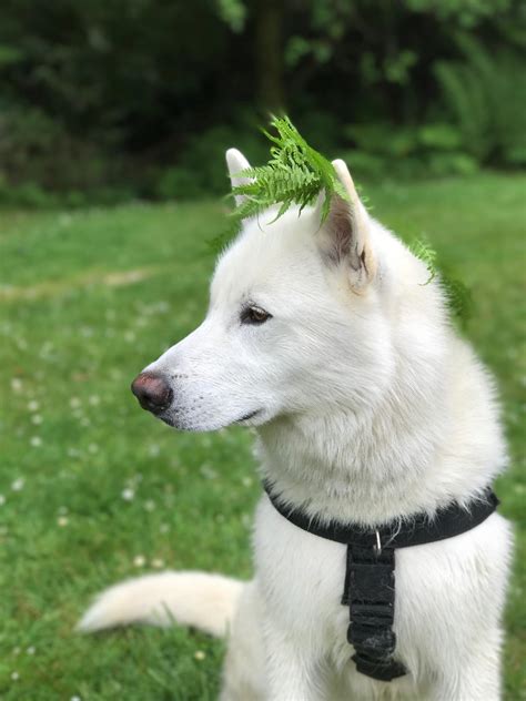 White Siberian Husky Wolf Mix Wolf Dog Breed Hybrid Information And