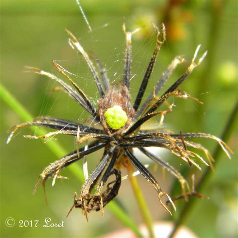 Tropical Orb Weaver Spider (Eriophora ravilla) juvenile | Central ...