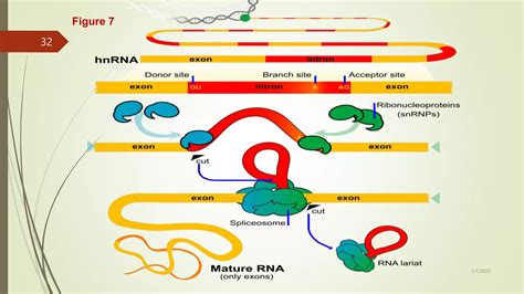Image result for RNA Transcription Process