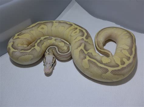 Image result for Lesser Fire Ball Python