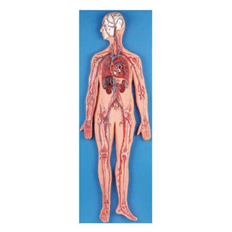 Image result for Blood Circulation Model