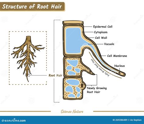 Hair Root Structure 的图像结果