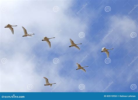 Migrating Tundra Swans Fly in V- Formation Stock Photo - Image of white ...