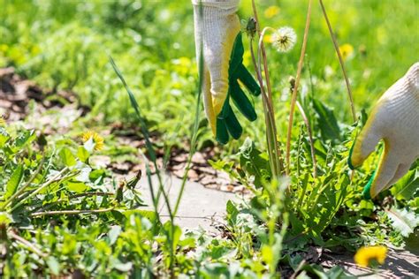 Image result for Uprooting Using Hands