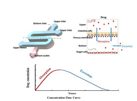Modeling Pharmacokinetic Profiles for Assessment of Anti-Cancer Drug on ...