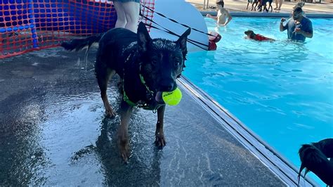 Dog swim at Lakewood's Madison Park - cleveland.com