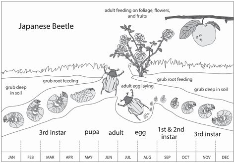 Cycle Of Japanese Beetles