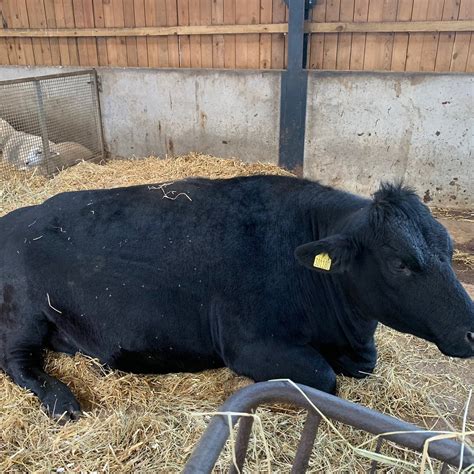 OUSEBURN FARM - All You Need to Know BEFORE You Go 2026 (with Photos ...