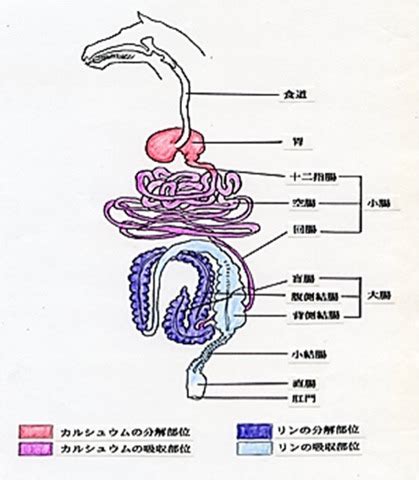 Image result for Python Languageflyer