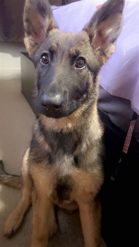 Belgian Malinois mixed with German Shepherd : r/BelgianMalinois