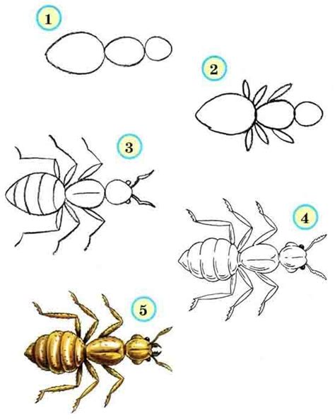 Step by Step Drawing Insects 的图像结果