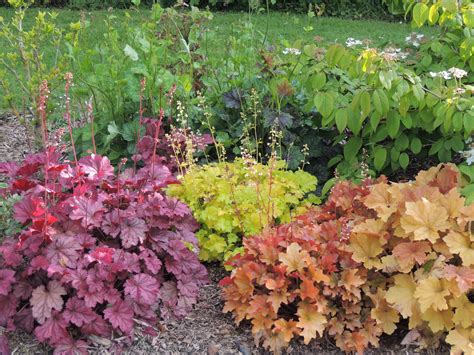 Coral Bells: How to Grow and Care for Heuchera Plants | The Old Farmer ...