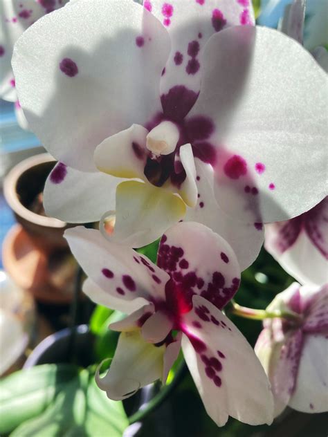 Early Summer at My House | spanishwoods