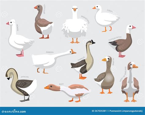 Various Domestic Goose Breeds with Names Set Various Kind Identify Cartoon Vector Stock Vector ...