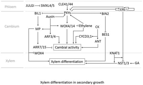 Plant Vascular Tissues—Connecting Tissue Comes in All Shapes