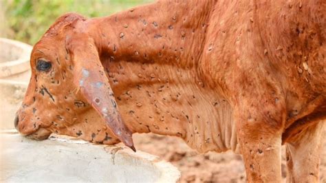 Lumpy skin disease : जिल्ह्यात ‘लंपी’ आजाराचा मृत्युदर साडेतीन टक्के ...