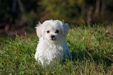 Maltese Shih Tzu For Sale - PetsForHomes