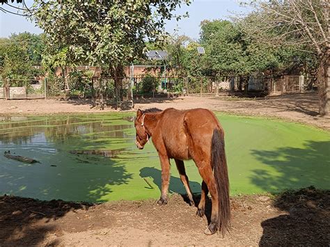 CSR | Veterinary Care by DLF Foundation