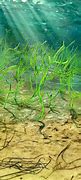 Image result for sea-weed