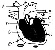 Transportation in Animals and Plants Class 7 Extra Questions Science ...