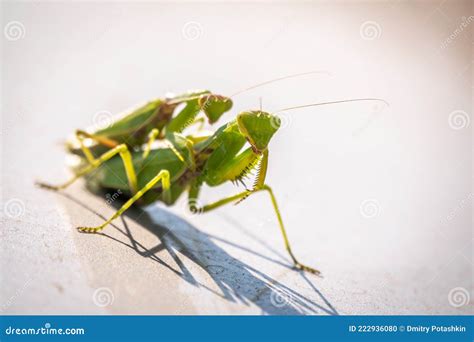 Mating of a Pair of Praying Mantises. Close Up of Pair of European ...