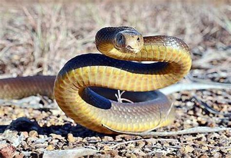 The frog chewed up the world's most poisonous snake, seeing this ...