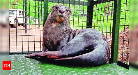 Rescue Operation: 3 Injured In 3-hour Operation To Rescue Otter In ...