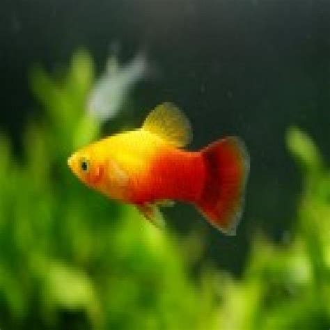 Image result for Java Code Fish