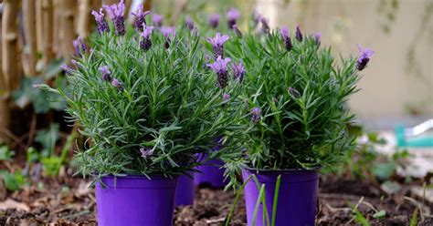 Can Lavender Grow in Pots in Edmonton?